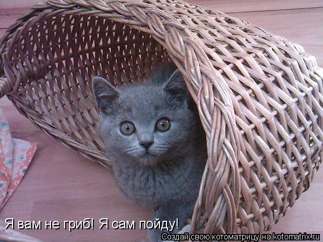 Котоматрица: Я вам не гриб! Я сам пойду!
