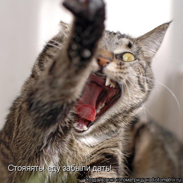 Котоматрица: Стояяять! еду забыли дать!