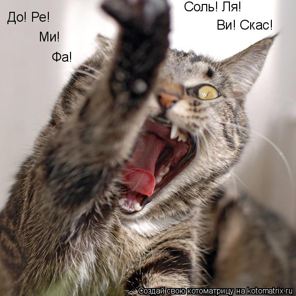 Котоматрица: Соль! Ля! До! Ре! Ми! Фа! Ви! Скас!