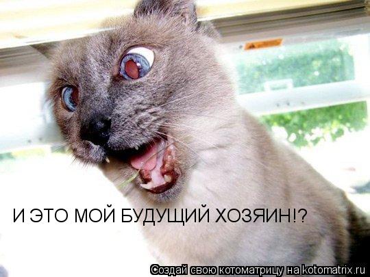 Котоматрица: И ЭТО МОЙ БУДУЩИЙ ХОЗЯИН!?
