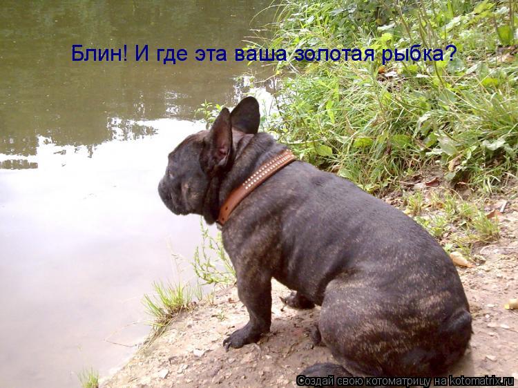 Котоматрица: Блин! И где эта ваша золотая рыбка?