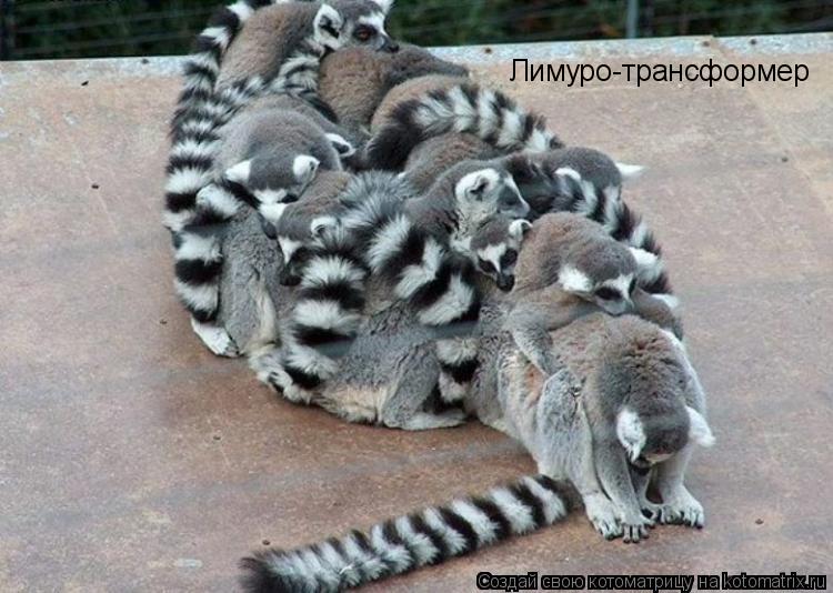 Котоматрица: Лимуро-трансформер