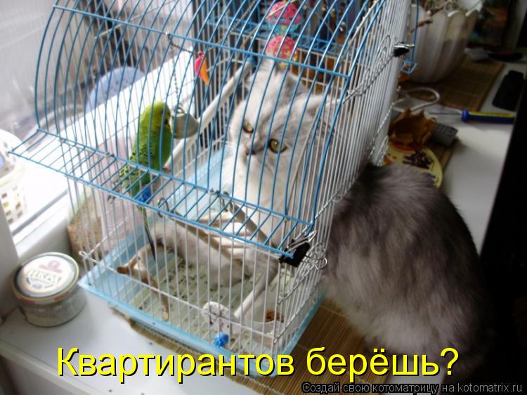 Котоматрица: Квартирантов берёшь?