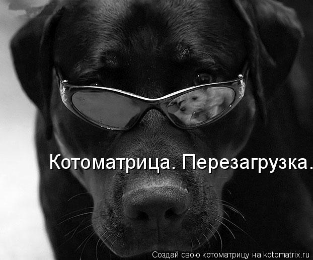Котоматрица: Котоматрица. Перезагрузка.
