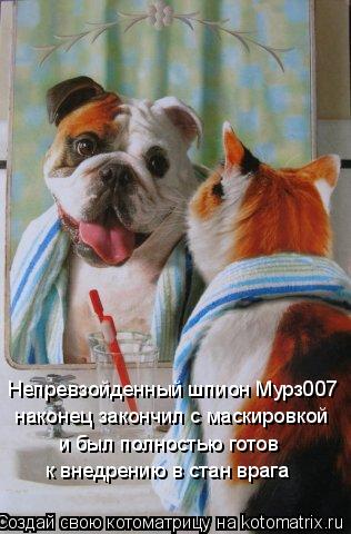 Котоматрица: Непревзойденный шпион Мурз007 наконец закончил с маскировкой и был полностью готов к внедрению в стан врага
