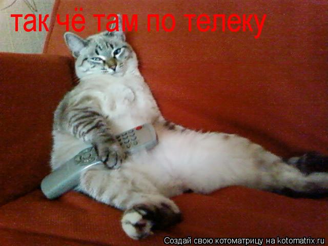 Котоматрица: так чё там по телеку