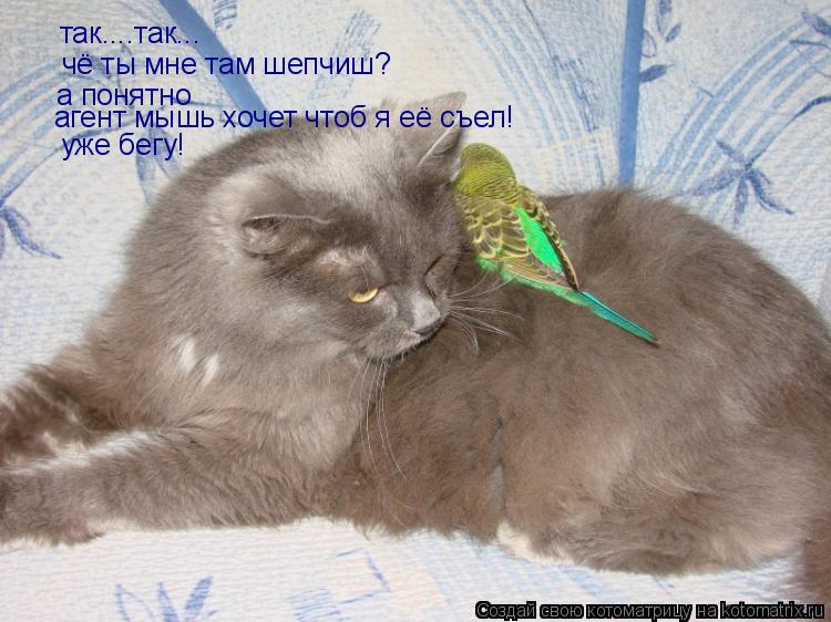 Котоматрица: так....так... чё ты мне там шепчиш? а понятно агент мышь хочет чтоб я её съел! уже бегу!