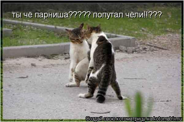 Котоматрица: ты чё парниша????? попутал чёли!!???