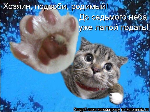 Котоматрица: Хозяин, подсоби, родимый!  До седьмого неба  уже лапой подать!