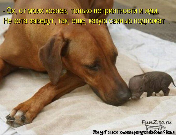 - Ох, от моих хозяев, только неприятности и жди. Не кота заведут, так, еще, какую свинью подложат...... Котоматрица: - Ох, от моих хозяев, только неприятности и жди. Не кота заведут, так, еще, какую свинью подложат...