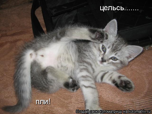 Котоматрица: цельсь....... пли!