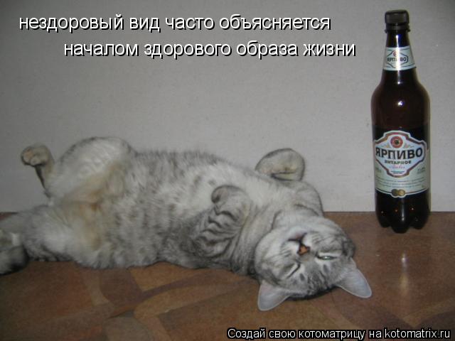 Котоматрица: нездоровый вид часто объясняется нездоровый вид часто объясняется началом здорового образа жизни