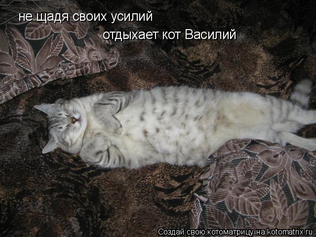 Котоматрица: не щадя своих усилий отдыхает кот Василий