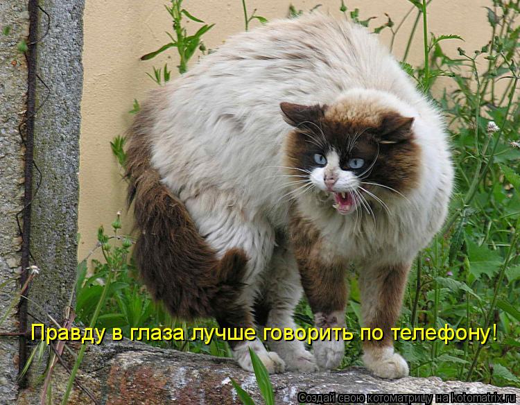 Котоматрица: Правду в глаза лучше говорить по телефону!