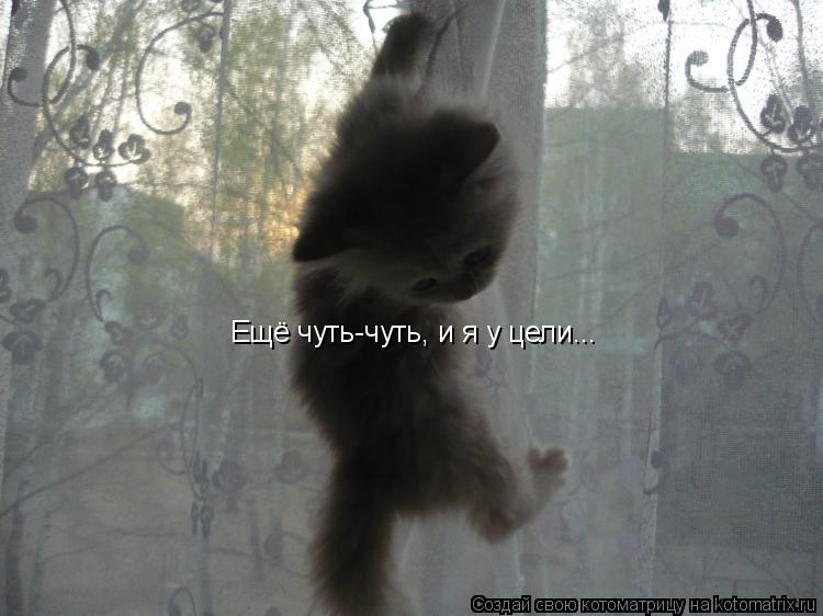 Котоматрица: Ещё чуть-чуть, и я у цели...