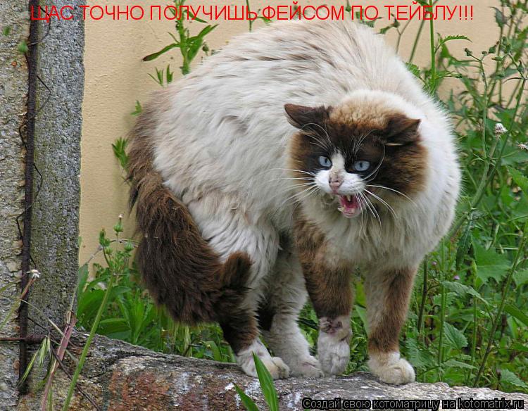 Котоматрица: ЩАС ТОЧНО ПОЛУЧИШЬ ФЕЙСОМ ПО ТЕЙБЛУ!!!
