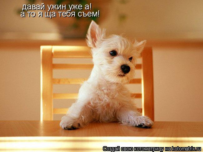 Котоматрица: давай ужин уже а! а то я ща тебя съем!