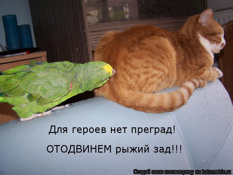 Для героев нет преград! ОТОДВИНЕМ рыжий зад!!!... Котоматрица: Для героев нет преград! ОТОДВИНЕМ рыжий зад!!!