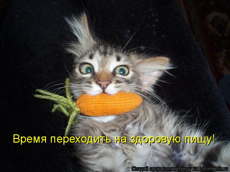 Котоматрица: Время переходить на здоровую пищу!