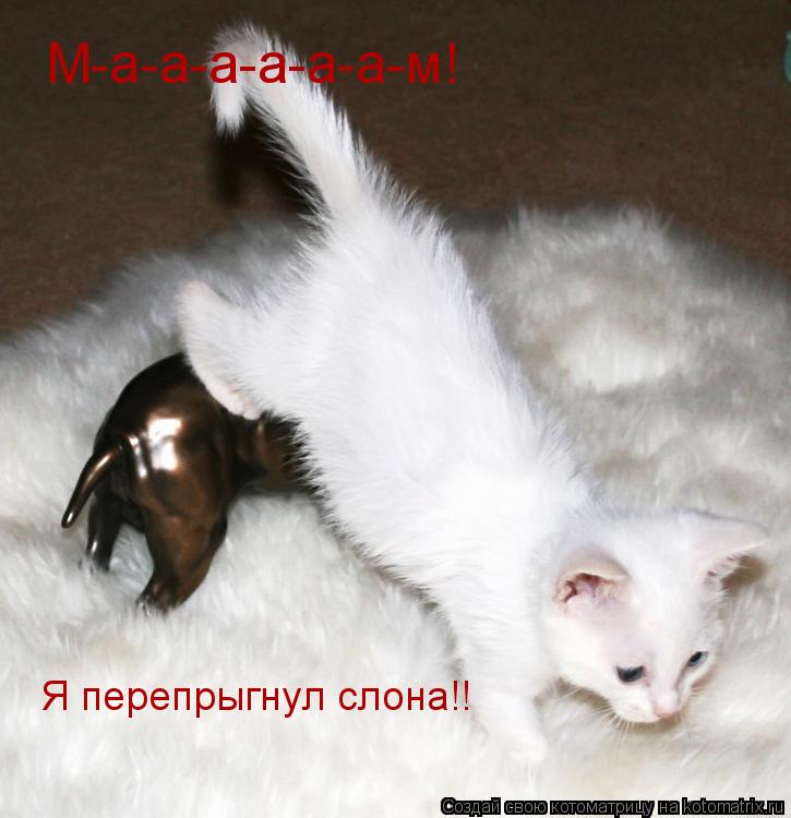Котоматрица: М-а-а-а-а-а-а-м! Я перепрыгнул слона!!