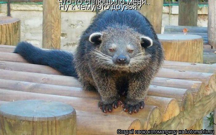 Котоматрица: Что-то сплющило меня.. Ну к чему это,друзья?