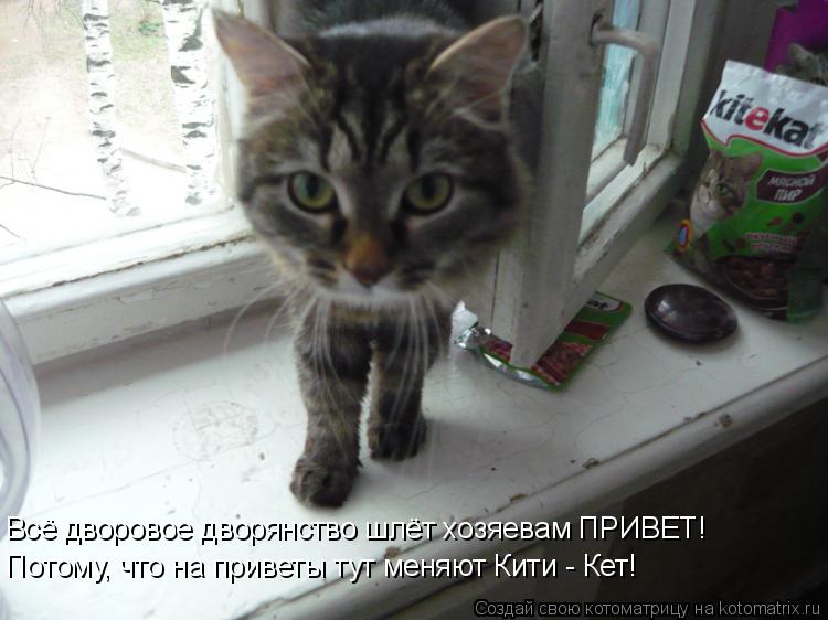 Котоматрица: Всё дворовое дворянство шлёт хозяевам ПРИВЕТ! Потому, что на приветы тут меняют Кити - Кет!