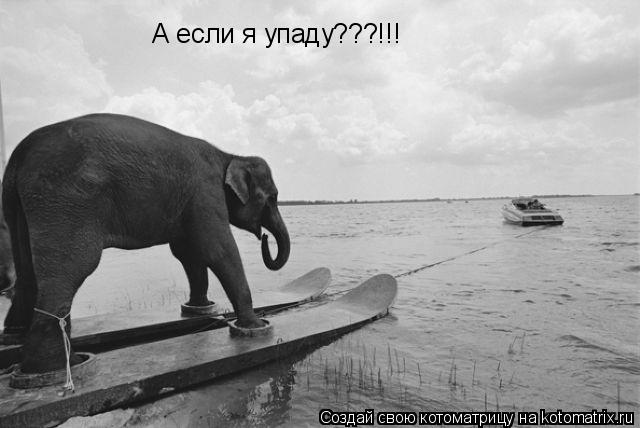 А если я упаду???!!!... Котоматрица: А если я упаду???!!!