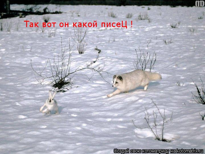 Котоматрица: Так вот он какой писеЦ !