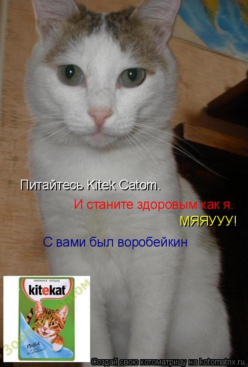 Котоматрица: Питайтесь Kitek Catom. И станите здоровым как я.  МЯЯУУУ! С вами был воробейкин