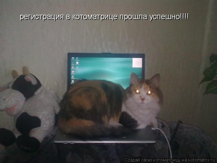 Котоматрица: регистрация в котоматрице прошла успешно!!!!