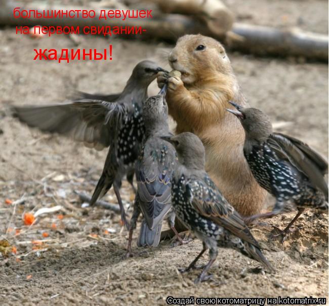 Котоматрица: большинство девушек на первом свидании- жадины!