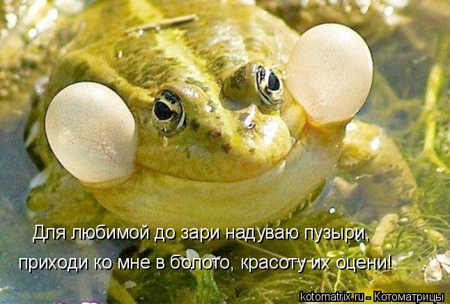Для любимой до зари надуваю пузыри, приходи ко мне в болото, красоту их оцени!... Котоматрица: Для любимой до зари надуваю пузыри, приходи ко мне в болото, красоту их оцени!
