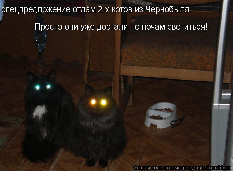 спецпредложение.отдам 2-х котов из Чернобыля. Просто они уже достали по ночам светиться!... Котоматрица: спецпредложение.отдам 2-х котов из Чернобыля. Просто они уже достали по ночам светиться!