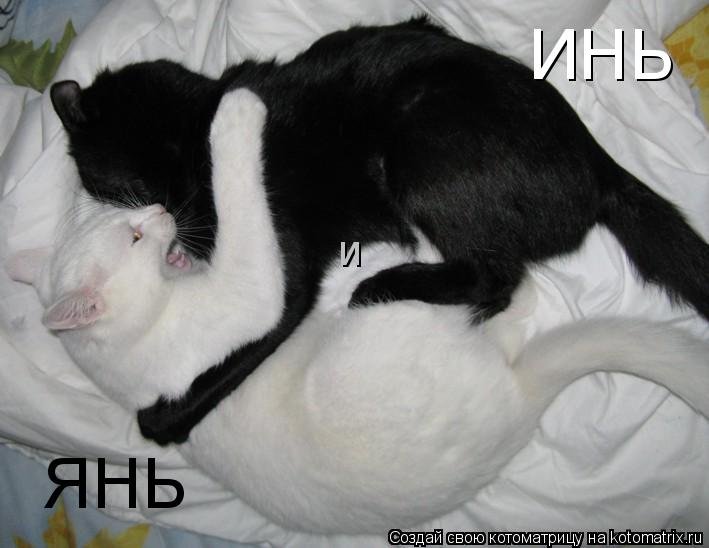 ИНЬ и ЯНЬ... Котоматрица: ИНЬ и ЯНЬ