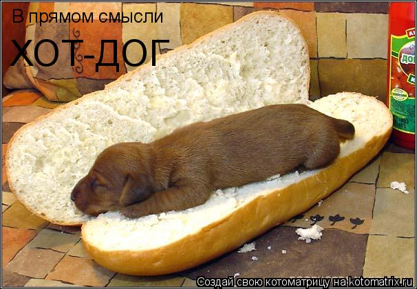 В прямом смысли ХОТ-ДОГ... Котоматрица: В прямом смысли ХОТ-ДОГ