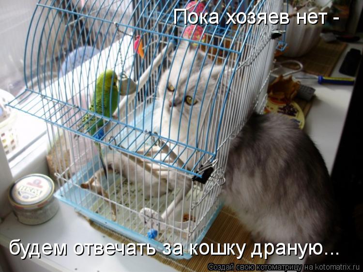 Пока хозяев нет - будем отвечать за кошку драную...... Котоматрица: Пока хозяев нет - будем отвечать за кошку драную...