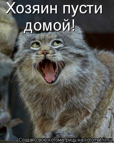 Котоматрица: Хозяин пусти домой!