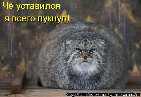Котоматрица: Чё уставился я всего пукнул!