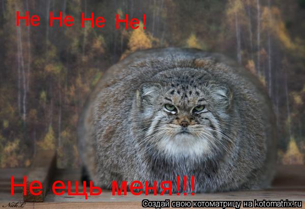 Котоматрица: Не Не Не Не! Не ещь меня!!!