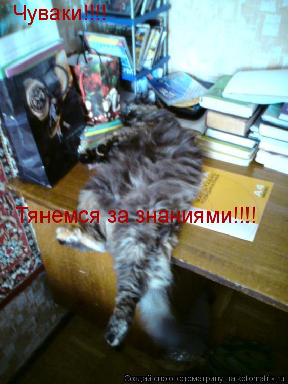 Котоматрица: Чуваки!!!! Тянемся за знаниями!!!!