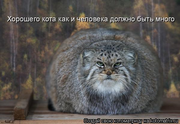 Котоматрица: Хорошего кота как и человека должно быть много