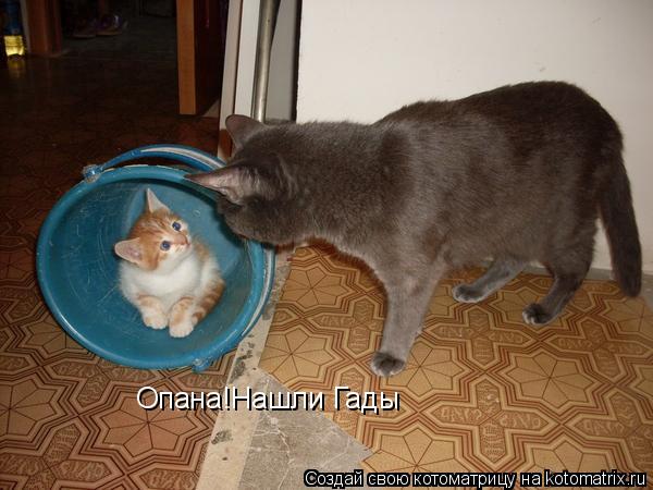 Котоматрица: Опана!Нашли Гады