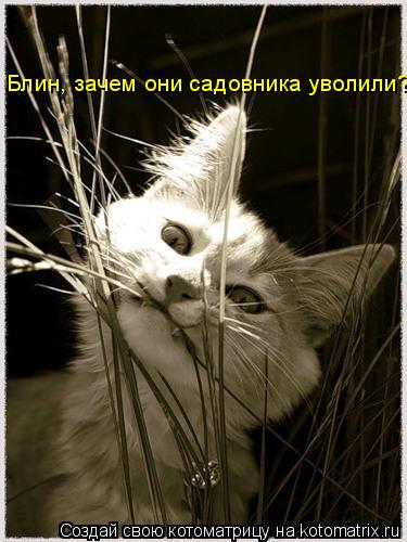 Котоматрица: Блин, зачем они садовника уволили???