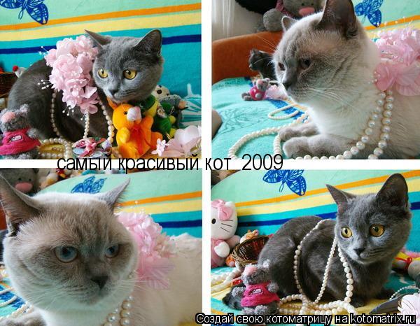 Котоматрица: самый красивый кот  2009
