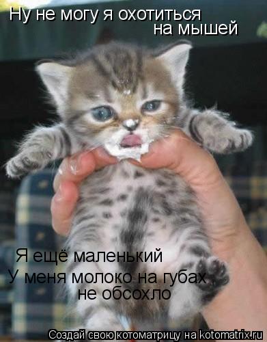 Котоматрица: Ну не могу я охотиться на мышей Я ещё маленький У меня молоко на губах не обсохло