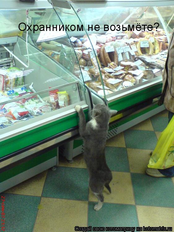 Котоматрица: Охранником не возьмёте?