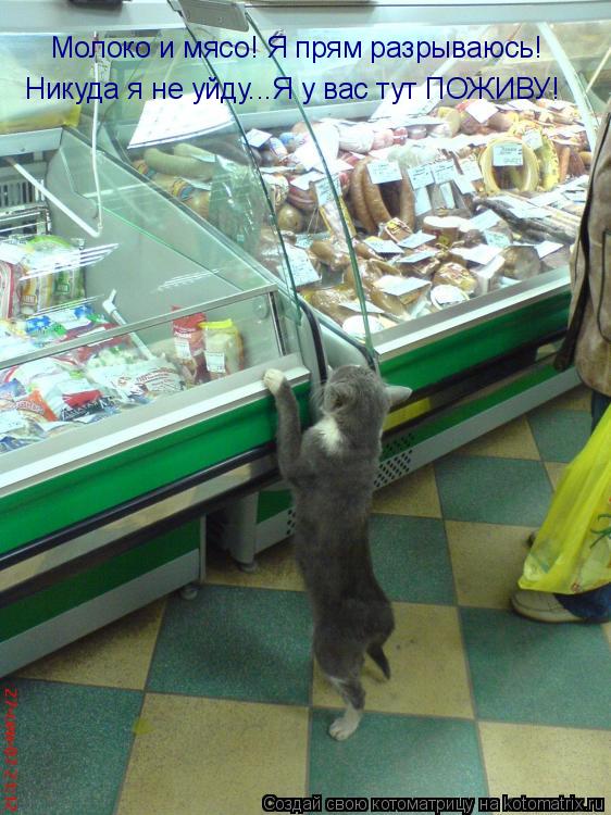 Котоматрица: Молоко и мясо! Я прям разрываюсь! Никуда я не уйду...Я у вас тут ПОЖИВУ!