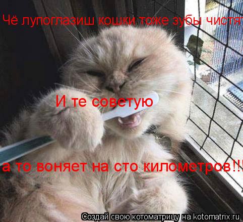 Котоматрица: Чё лупоглазиш кошки тоже зубы чистят!!!! И те советую  а то воняет на сто километров!!!
