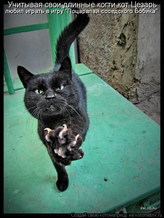 Котоматрица: Учитывая свои длинные когти кот Цезарь любил играть в игру "Поцарапай соседского Бобика"