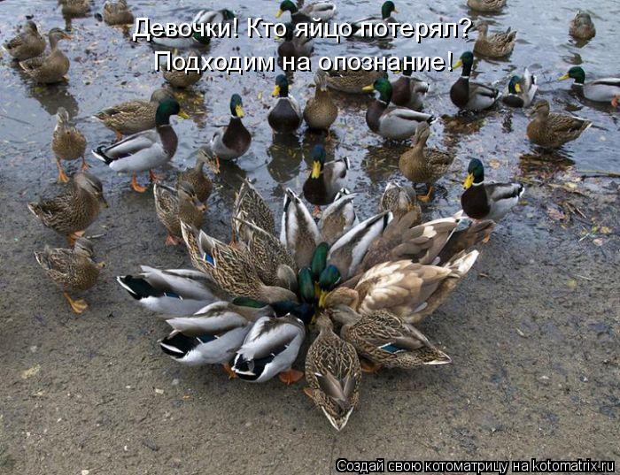 Девочки! Кто яйцо потерял? Подходим на опознание!... Котоматрица: Девочки! Кто яйцо потерял? Подходим на опознание!